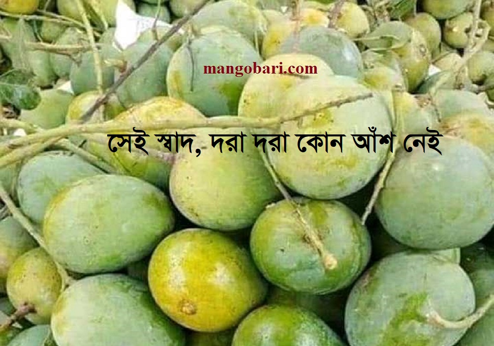 স্বাদে, গুণে ভরপুর রাজশাহীর হিমসাগর আম